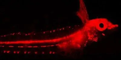 Image of the Day: Glowing Reef Fish | The Scientist