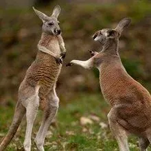 Skulls | The Scientist