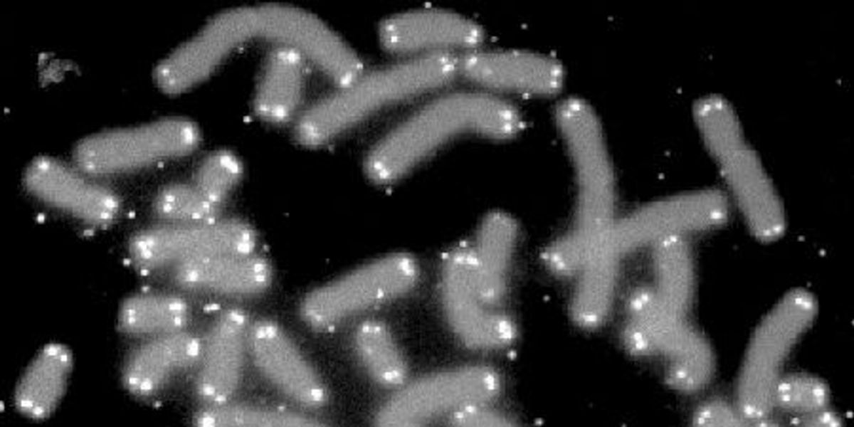 A new study shows that telomeres have yet another incredible job