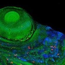 Image of the Day: Fish Infection | The Scientist Magazine®