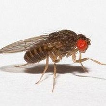 Fixing Fly Forgetfulness | The Scientist Magazine®