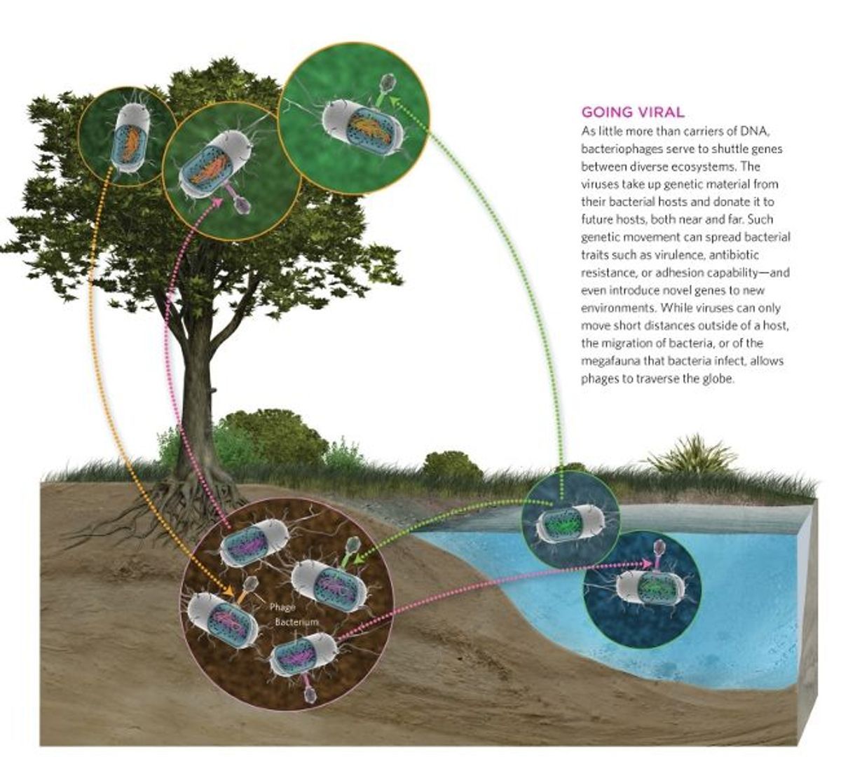 распространение бактериофагов. бактериофаги в природе. схема развития бактериофага в бактериальной клетке. распространение фагов в природе. жизненный цикл вируса бактериофага.