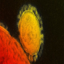 Bats a Source of MERS? Bats a Source of MERS?