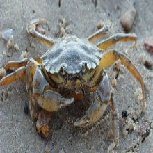Do Crustaceans Feel Pain? Do Crustaceans Feel Pain?