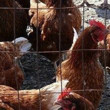 Bird Flu Spreads Between People | The Scientist Magazine®