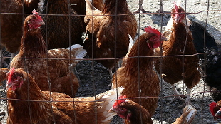 Bird Flu Spreads Between People | The Scientist Magazine®