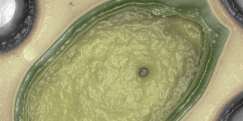 New Giant Viruses Break Records | The Scientist