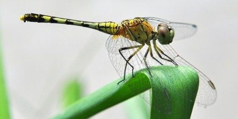 Image of the Day: Asian Dragonfly | The Scientist