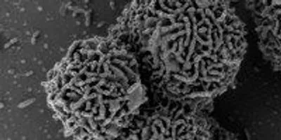arctic-bacteria-thrives-at-
