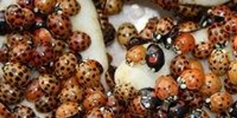 Ladybird Bioterrorists | The Scientist