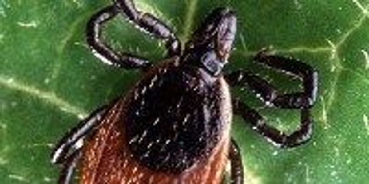 No Autism Is Not Caused By Lyme Disease >> Autism Lyme Correlation Debunked The Scientist Magazine No Autism Is Not Caused By Lyme Disease >> Autism Lyme Correlation Debunked The Scientist Magazine