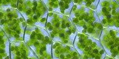 Moss Particles Image of the Day: Magnified Moss | The Scientist