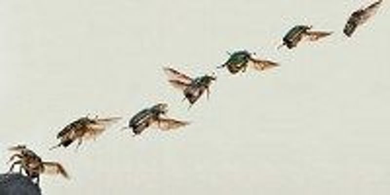 Image of the Day: Beetle Takes Flight | The Scientist Magazine®