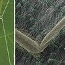 Bed Bug-Trapping Plants | The Scientist