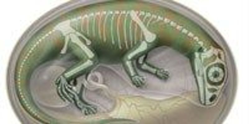 wyse・LAID・JURASSIC□EARLIEST MEMORIES Dinosaur Embryo