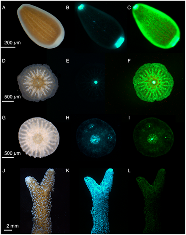 Image of the Day: Fluorescent Coral | The Scientist Magazine®