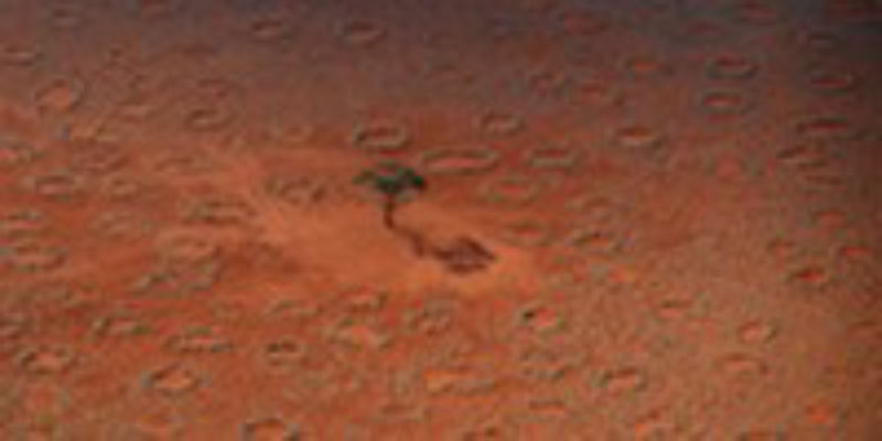 Termites And Intergenerational Conflicts Adventuring Termites