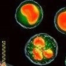 Image of the Day: Sorting Cells | The Scientist