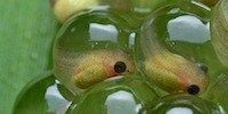 Image of the Day: Frog Development | The Scientist