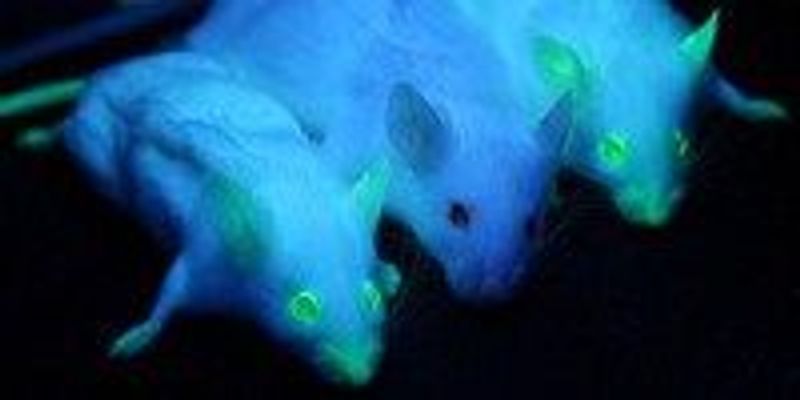 Image of the Day: Glowing Mice | The Scientist
