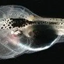 イルミナティカード　Bite the Wax Tadpole イルミナティカード Bite the Wax Tadpole - メルカリ