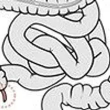 Appendix Without Label Appendix Not Totally Useless | The Scientist