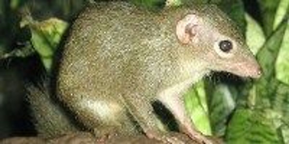 Placental Ancestor Found The Scientist Magazine