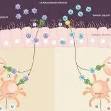 Rashes Rhinovirus Rhinoviruses Exposed | The Scientist
