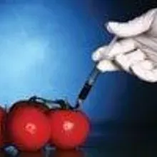 Genetic Manipulation | The Scientist