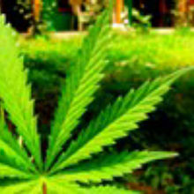 Is Cannabis Really That Bad? Is Cannabis Really That Bad?