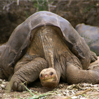 lonesome george