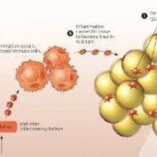 Adipose Tissue Metabolism in the Obese | The Scientist