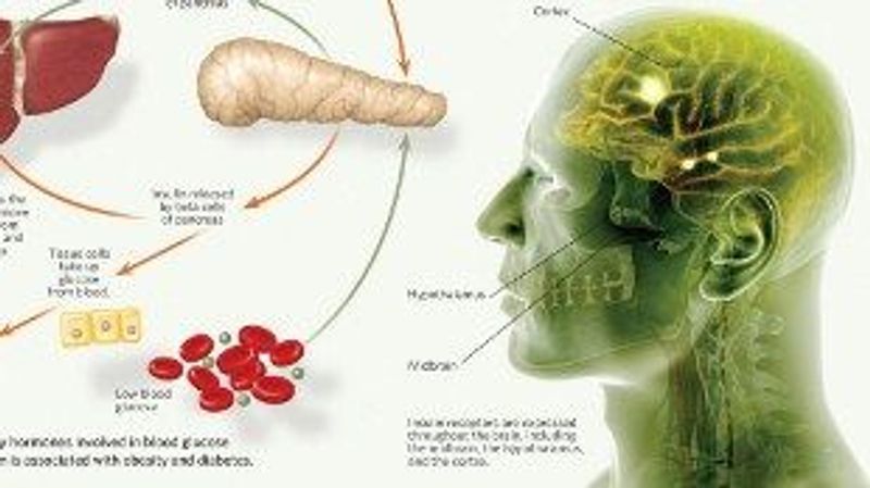 Insulin's Role in Body and Brain | The Scientist