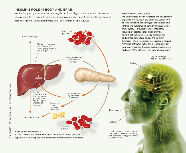 glucose structure memory and Scientist Role Brain Insulin's Body Magazine® The in