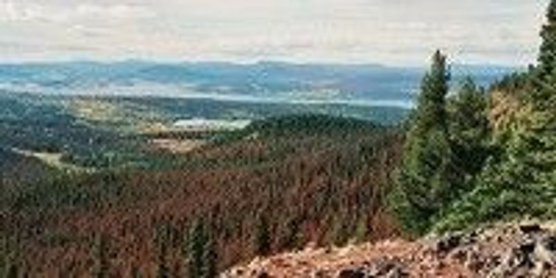 Beetles Warm BC Forests The Scientist Magazine 