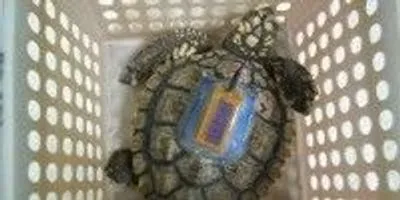 Turtle Finger Condition Turtles and Fingertips | The Scientist