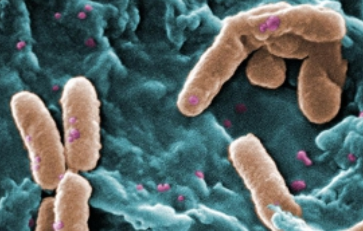 bacteria-kamikazes-l.png