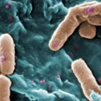 Bacteria Kamikazes | The Scientist