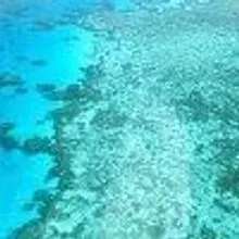 Fish fear from above | The Scientist