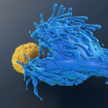 “Public” T-Cell Receptors From Resistant People Fend Off HIV “Public” T-Cell Receptors From Resistant People Fend Off HIV
