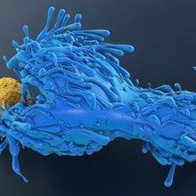 “Public” T-Cell Receptors From Resistant People Fend Off HIV