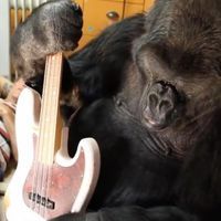 koko-with-guitar