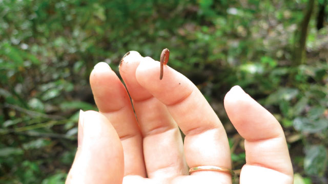 Surveying Biodiversity with Leeches