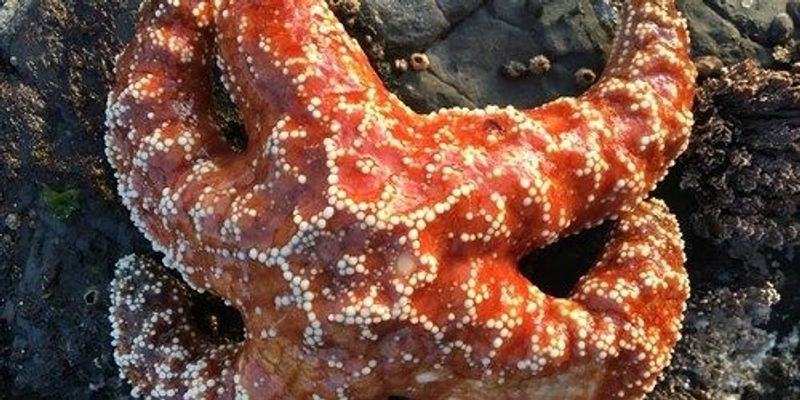 Deadly Wasting Syndrome Genetically Altered Sea Stars: Study | The ...