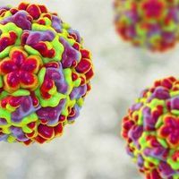 Rhinovirus News, Articles