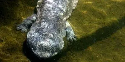 newly-described-salamander-