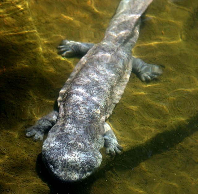 Newly Described Salamander Species Nearly Extinct | The Scientist