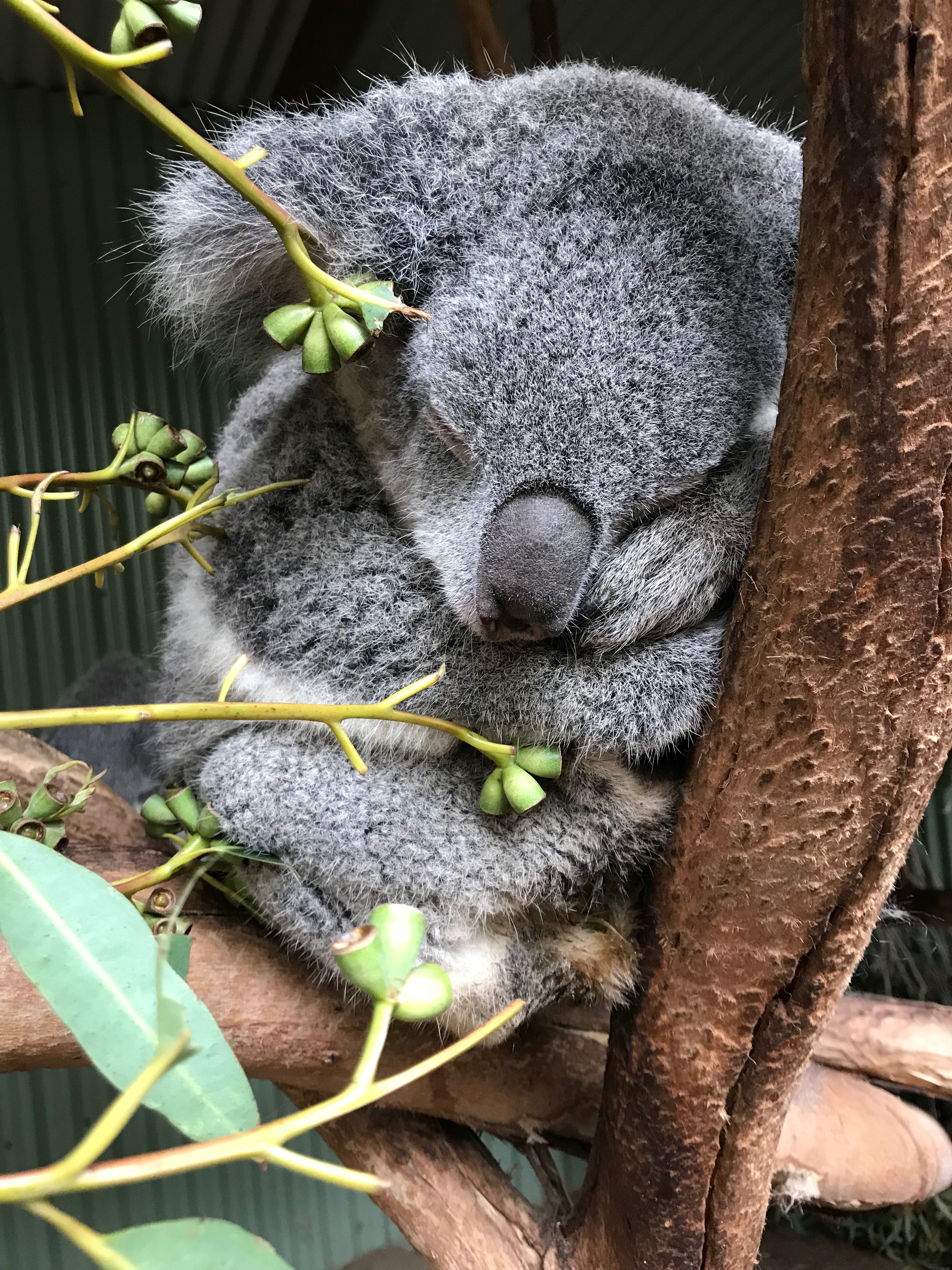 Adaptation and conservation insights from the koala genome