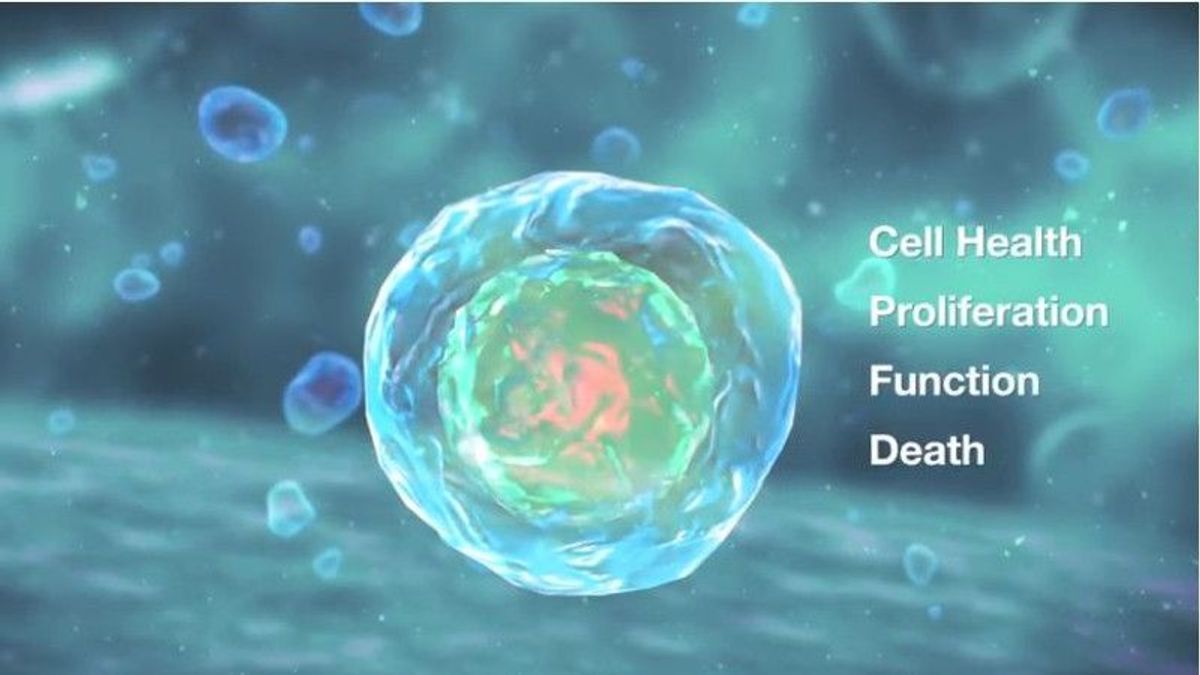 enzo cellestial solutions for cellular analysis the scientist cellestial