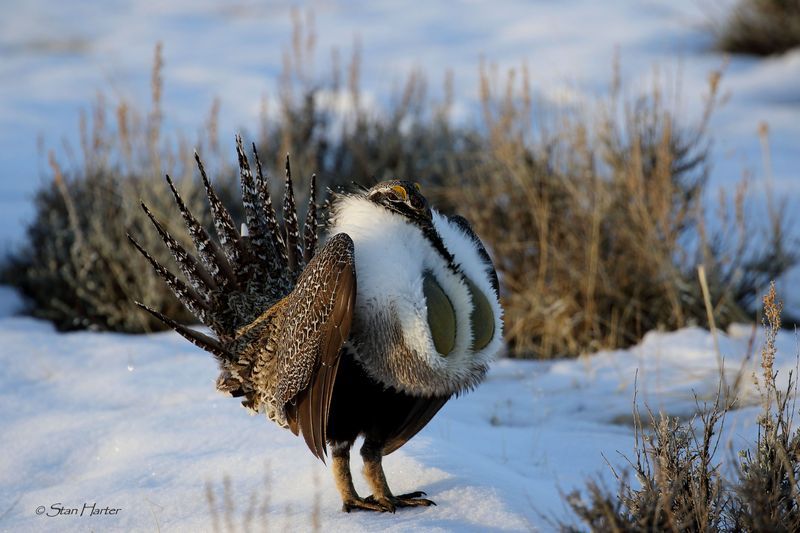 Umbrella Species Conservation's Poster Children The Scientist Magazine®